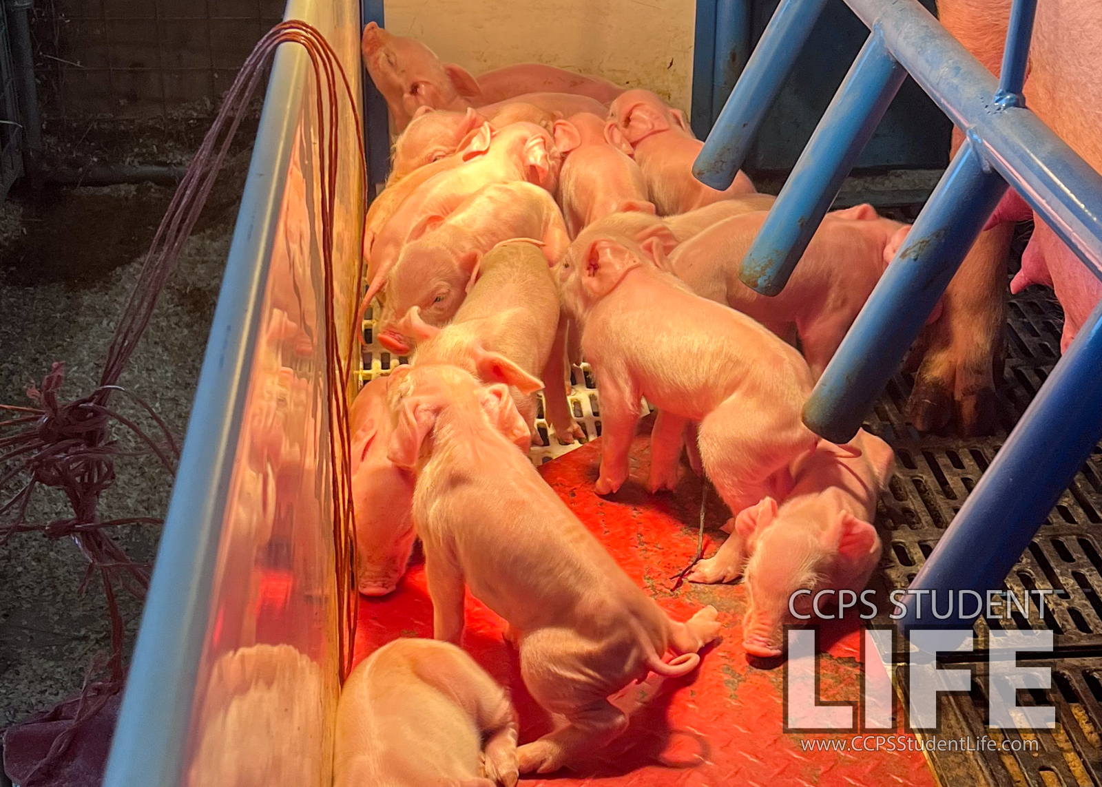 New Life and Learning: Piglets Born in CCHS’s Agriculture Department New Life and Learning: Piglets Born in CCHS’s Agriculture Department